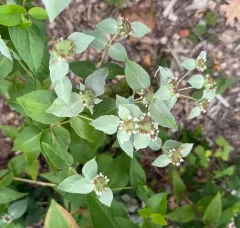 Clustered Mountainmint thumbnail 3