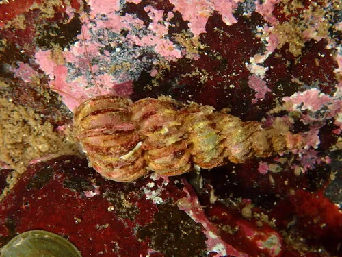 Boreoscala greenlandica