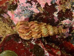 Boreoscala greenlandica thumbnail 1
