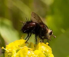 Pararchytas decisus thumbnail 3