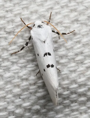 Grotella septempunctata