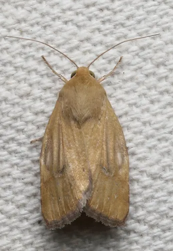 Paradoxical Grass Moth