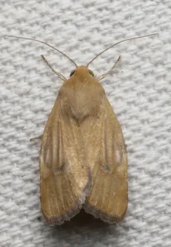 Paradoxical Grass Moth thumbnail 1