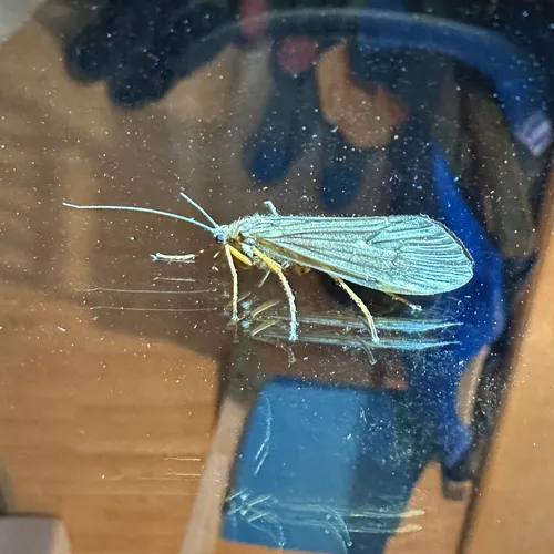 Dicosmoecus gilvipes