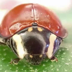 LeConte's Giant Lady Beetle thumbnail 4