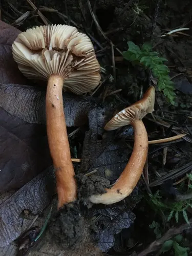 Lactarius substriatus