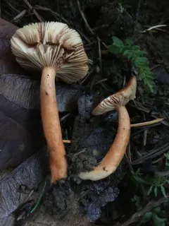 Lactarius substriatus thumbnail 1