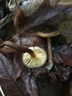 Callistosporium graminicolor thumbnail 4