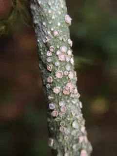 Frosted Wart Lichen thumbnail 3