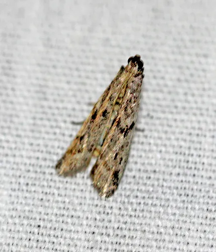 Dried Fruit Moth