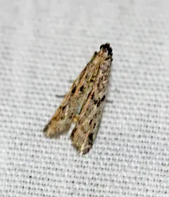 Dried Fruit Moth thumbnail 1