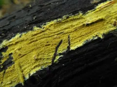 Phlebiodontia subochracea thumbnail 2
