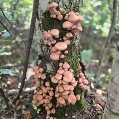 Honey Mushroom thumbnail 2