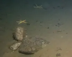 Sclerasterias tanneri thumbnail 2