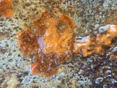 Gallionella ferruginea thumbnail 1