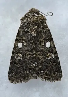 Sympistis viriditincta thumbnail 2