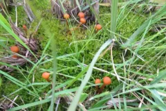Marsh Bell thumbnail 4