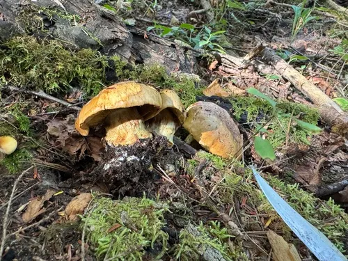 Calonarius elegantiomontanus