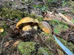 Calonarius elegantiomontanus thumbnail 1