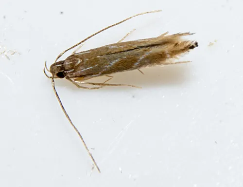 Tanygona lignicolorella
