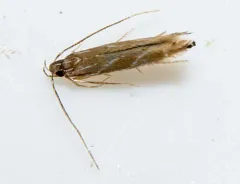 Tanygona lignicolorella thumbnail 1