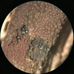 Hypoxylon perforatum thumbnail 4