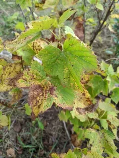Blackcurrant thumbnail 2