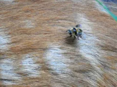 Cephenemyia apicata thumbnail 2