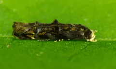 Mompha luciferella thumbnail 1