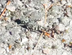 Marbled Grasshopper thumbnail 2