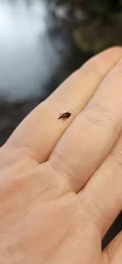 Tanyrhinus singularis thumbnail 3