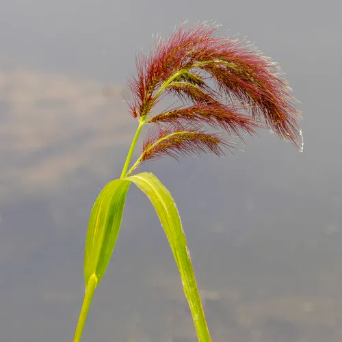 Walter's barnyard grass