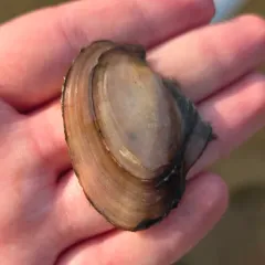 Pink Papershell thumbnail 2