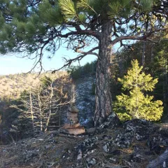 Western Ponderosa Pine thumbnail 1