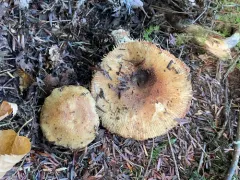 Russula granulata thumbnail 3