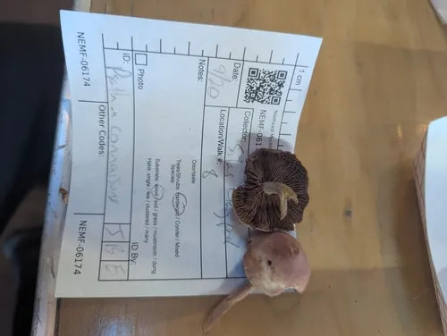 Psathyrella conissans