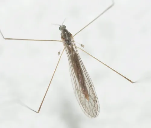 Dicranomyia liberta