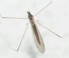 Dicranomyia liberta thumbnail 1