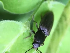 Pygmy Click Beetle thumbnail 2