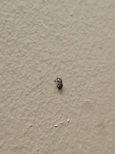 Pachytychius haematocephalus