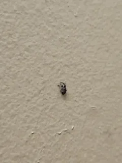 Pachytychius haematocephalus thumbnail 1