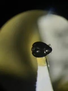 Octavia Lady Beetle thumbnail 4