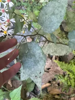 Golovinomyces eurybiarum thumbnail 4