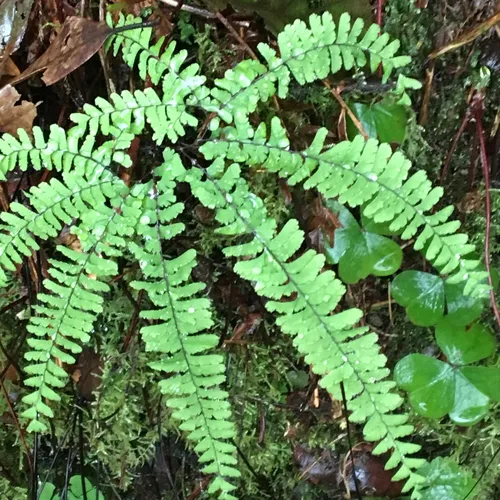 western maidenhair fern