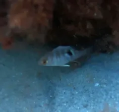 Northern Red Snapper thumbnail 3