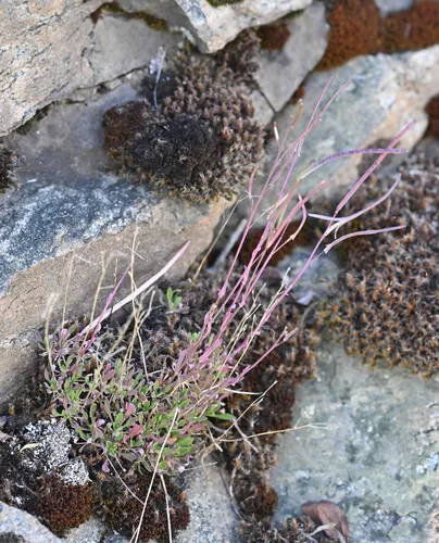 Small-leaf Rockcress