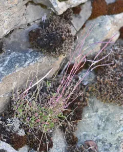 Small-leaf Rockcress thumbnail 1