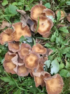 Mulch Fieldcap thumbnail 2