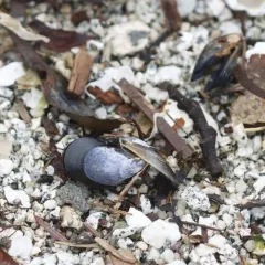 Northern Bay Mussel thumbnail 1