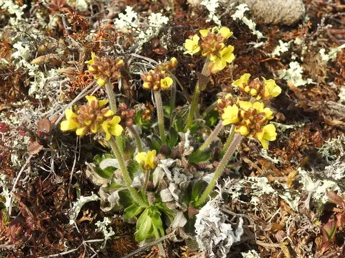 Alpine Whitlow-grass